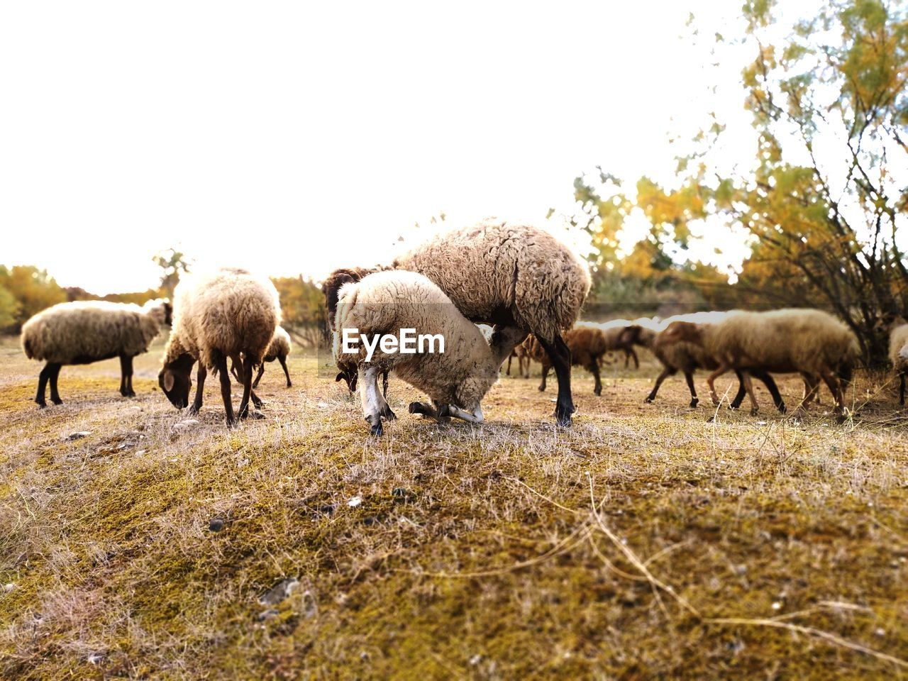 HERD OF SHEEP GRAZING IN FIELD