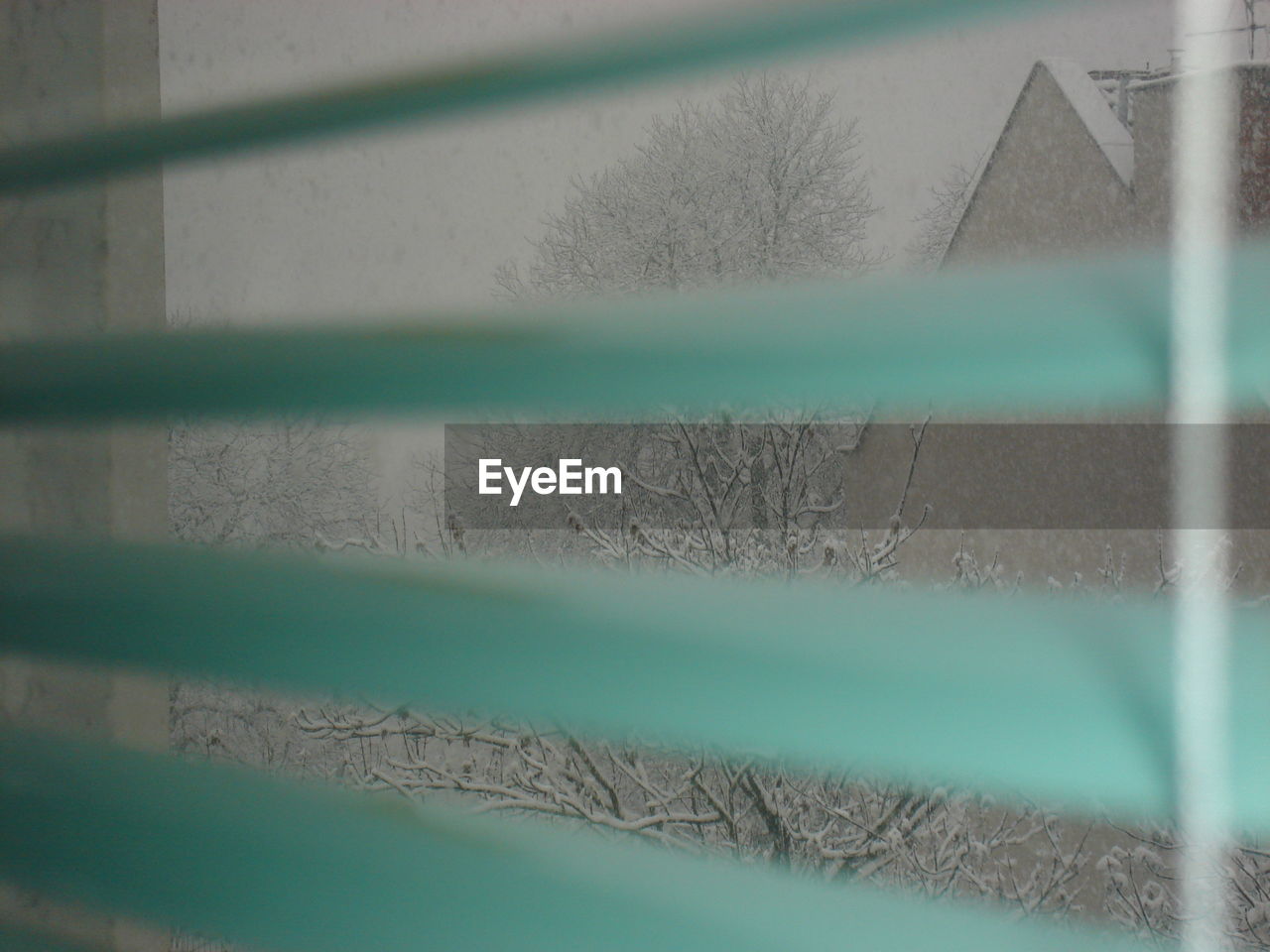 Bare trees during winter seen through blinds