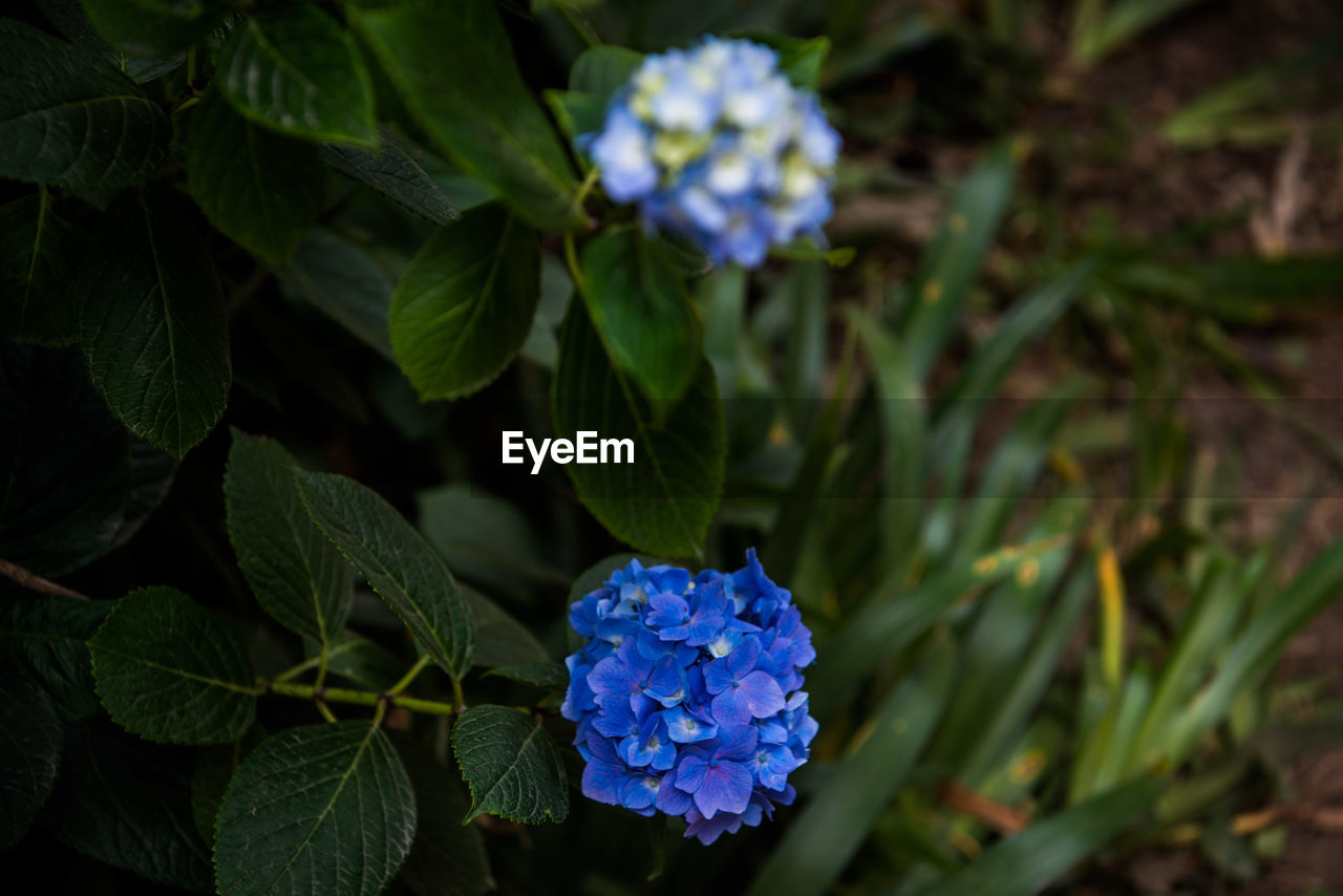 CLOSE-UP OF HYDRANGEAS BLOOMING OUTDOORS