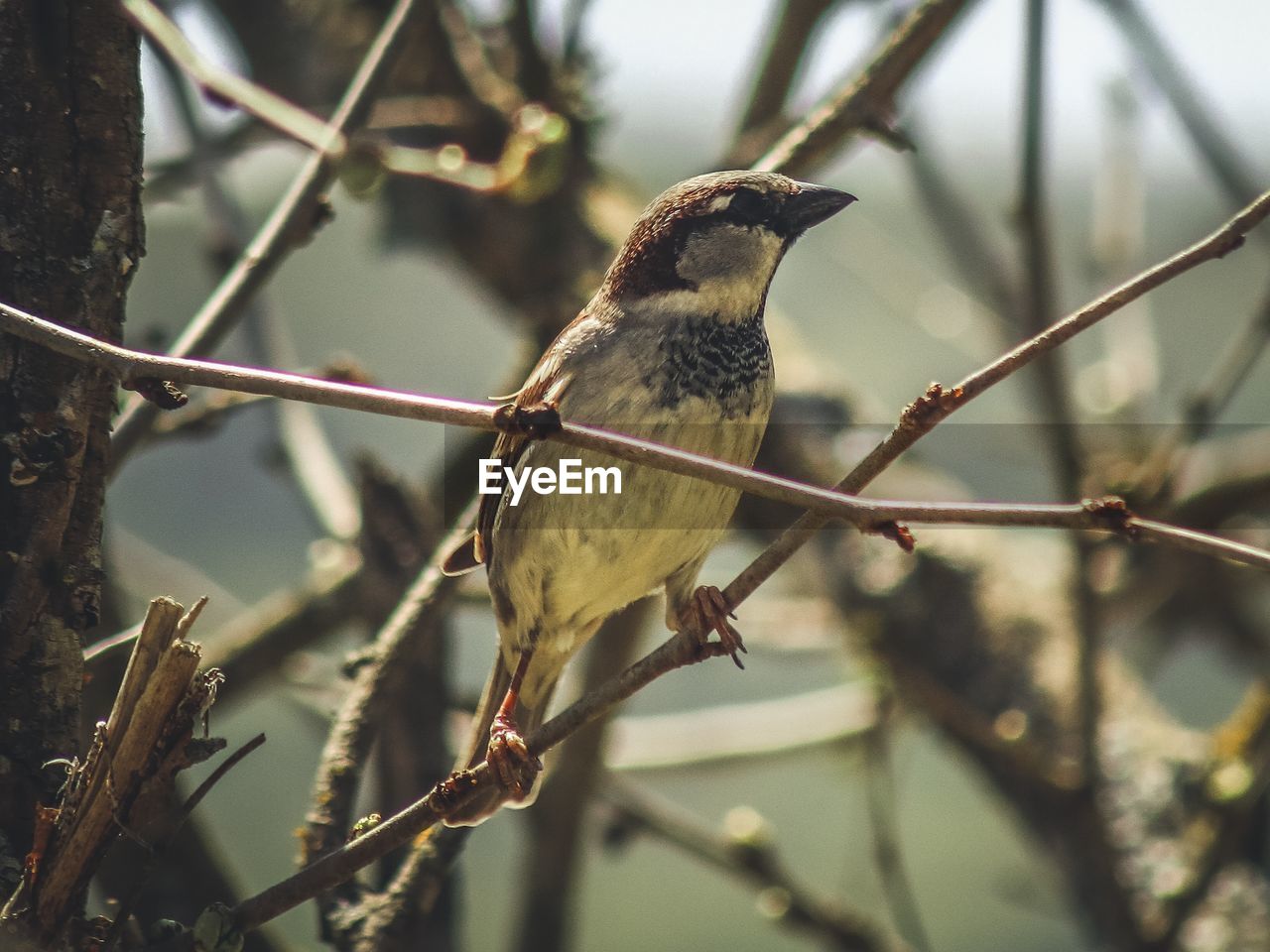 animal themes, animal, animal wildlife, bird, wildlife, tree, nature, branch, one animal, perching, plant, beak, no people, focus on foreground, outdoors, twig, beauty in nature, close-up, day