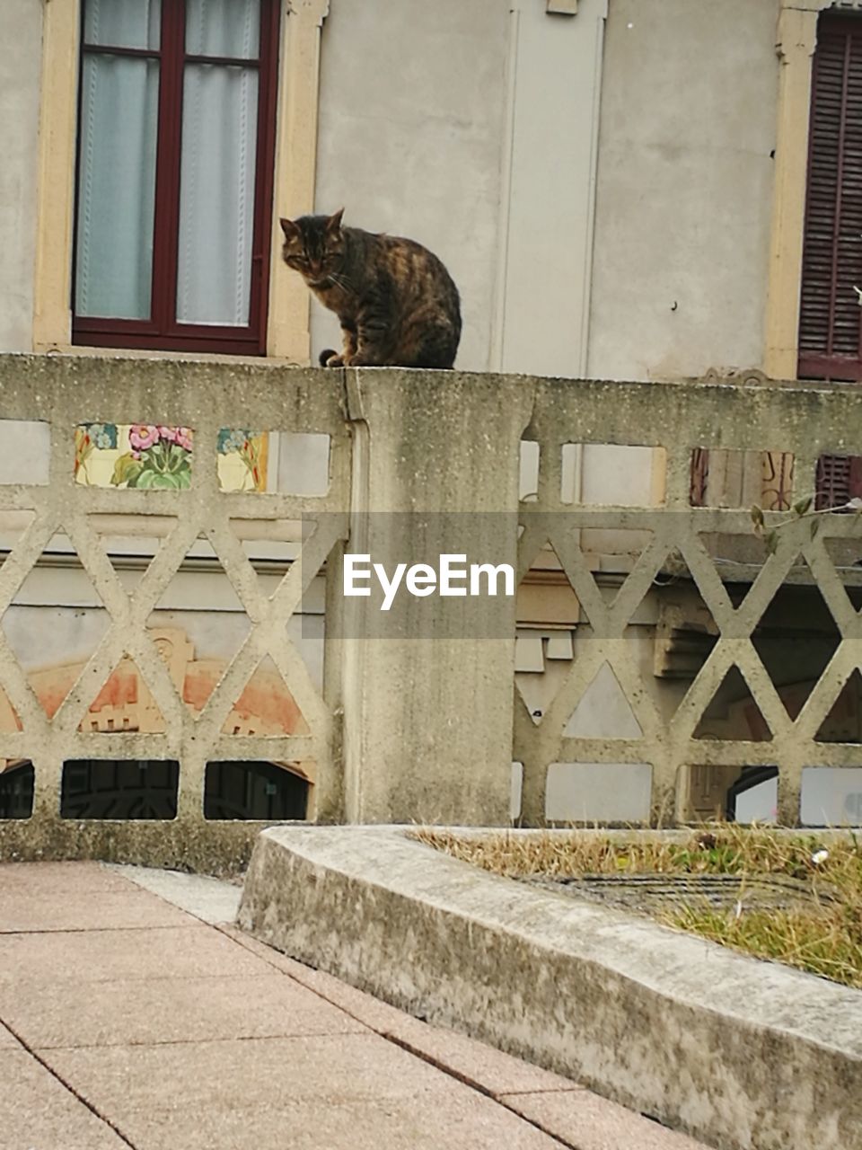 CAT LOOKING AT BUILDING