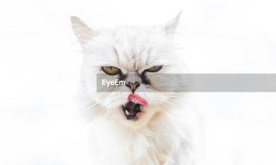 Kitten tear stains online