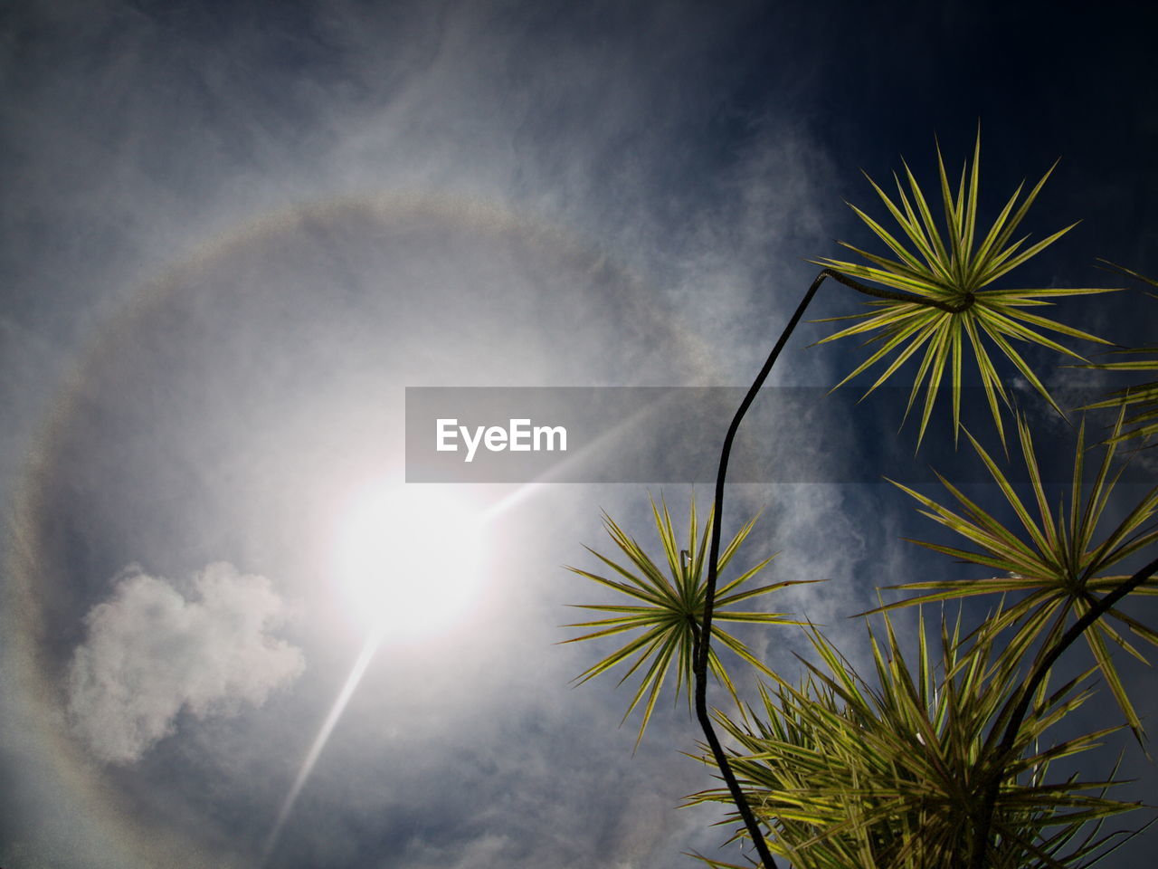 LOW ANGLE VIEW OF PALM TREE AGAINST THE SKY