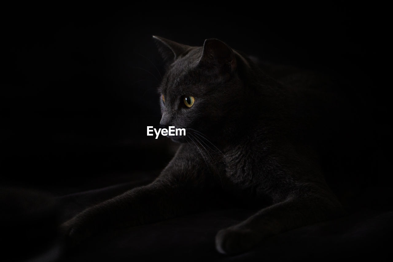 Close-up of cat looking away while sitting against black background