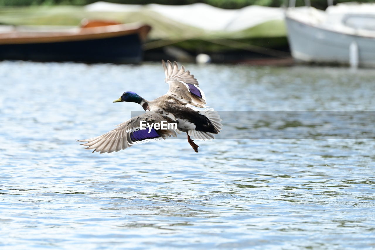 animal, animal themes, bird, animal wildlife, flying, wildlife, spread wings, water, duck, one animal, water bird, ducks, geese and swans, lake, nature, day, no people, motion, animal wing, mid-air, waterfront, outdoors, animal body part, mallard, focus on foreground, beauty in nature