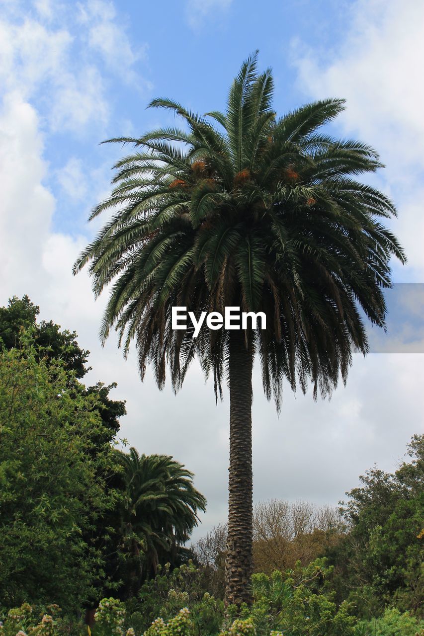 PALM TREES AGAINST SKY