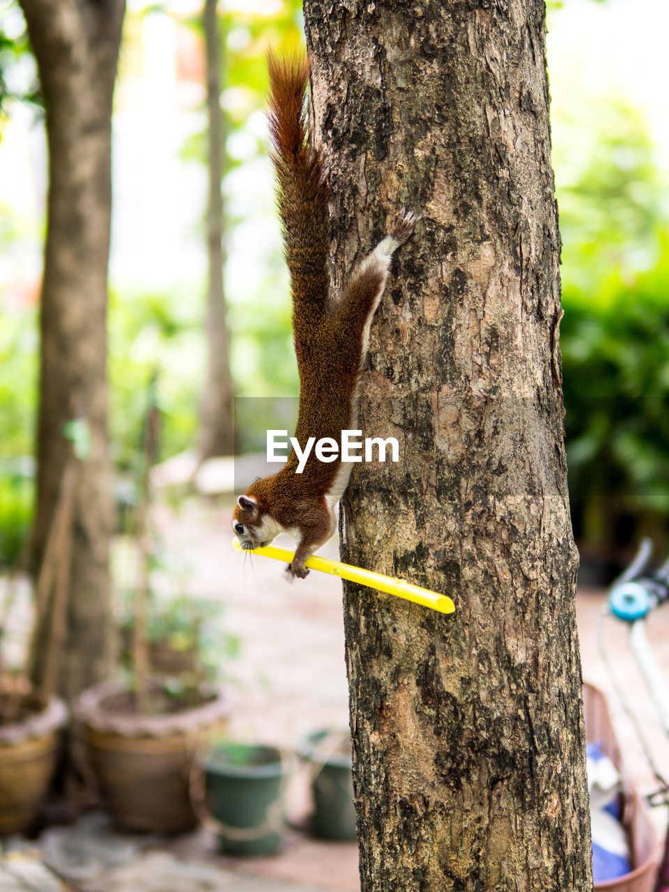 SQUIRREL ON TREE TRUNK