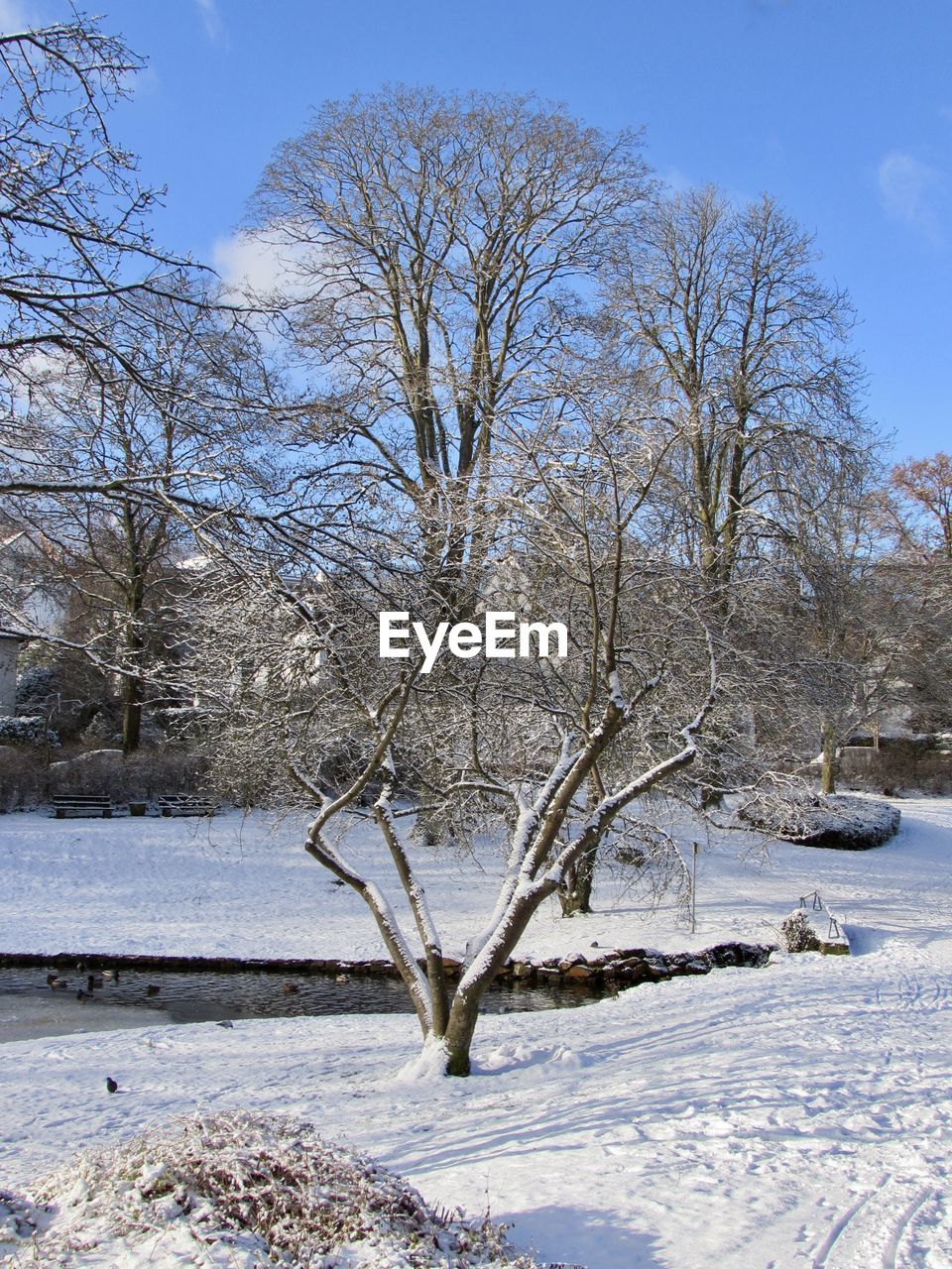 BARE TREES ON SNOW AGAINST SKY