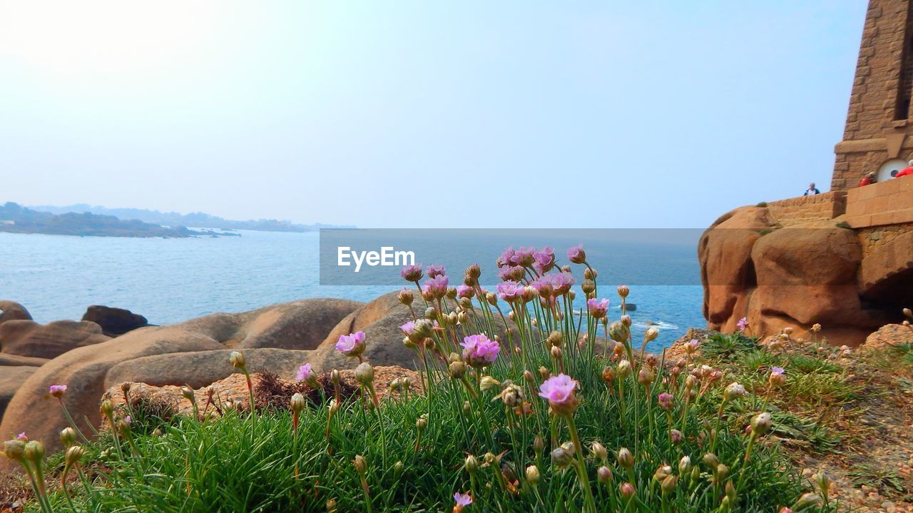 Close-up of flowers by sea against clear sky