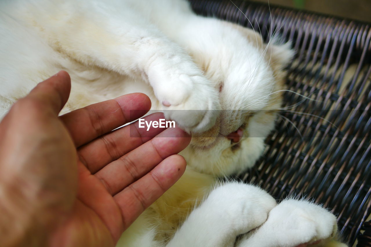 CLOSE-UP OF HAND HOLDING CAT WITH EYES