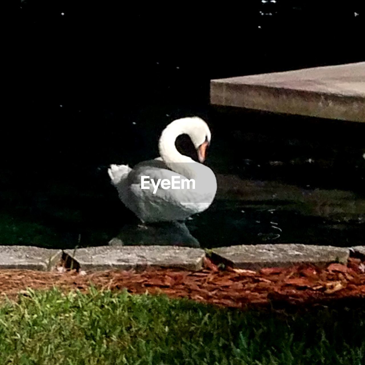 SWAN ON LAKE