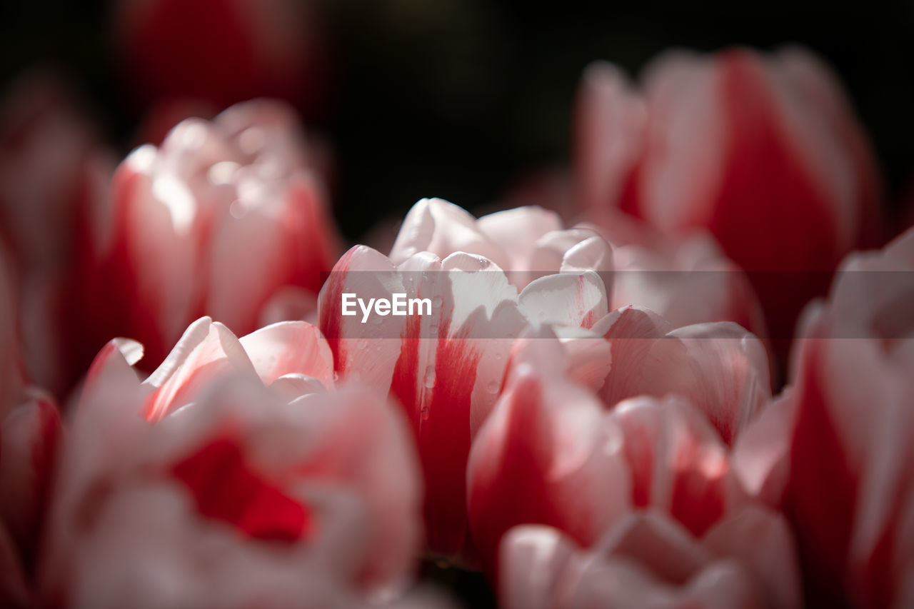 CLOSE-UP OF RED ROSE IN WHITE ROSES