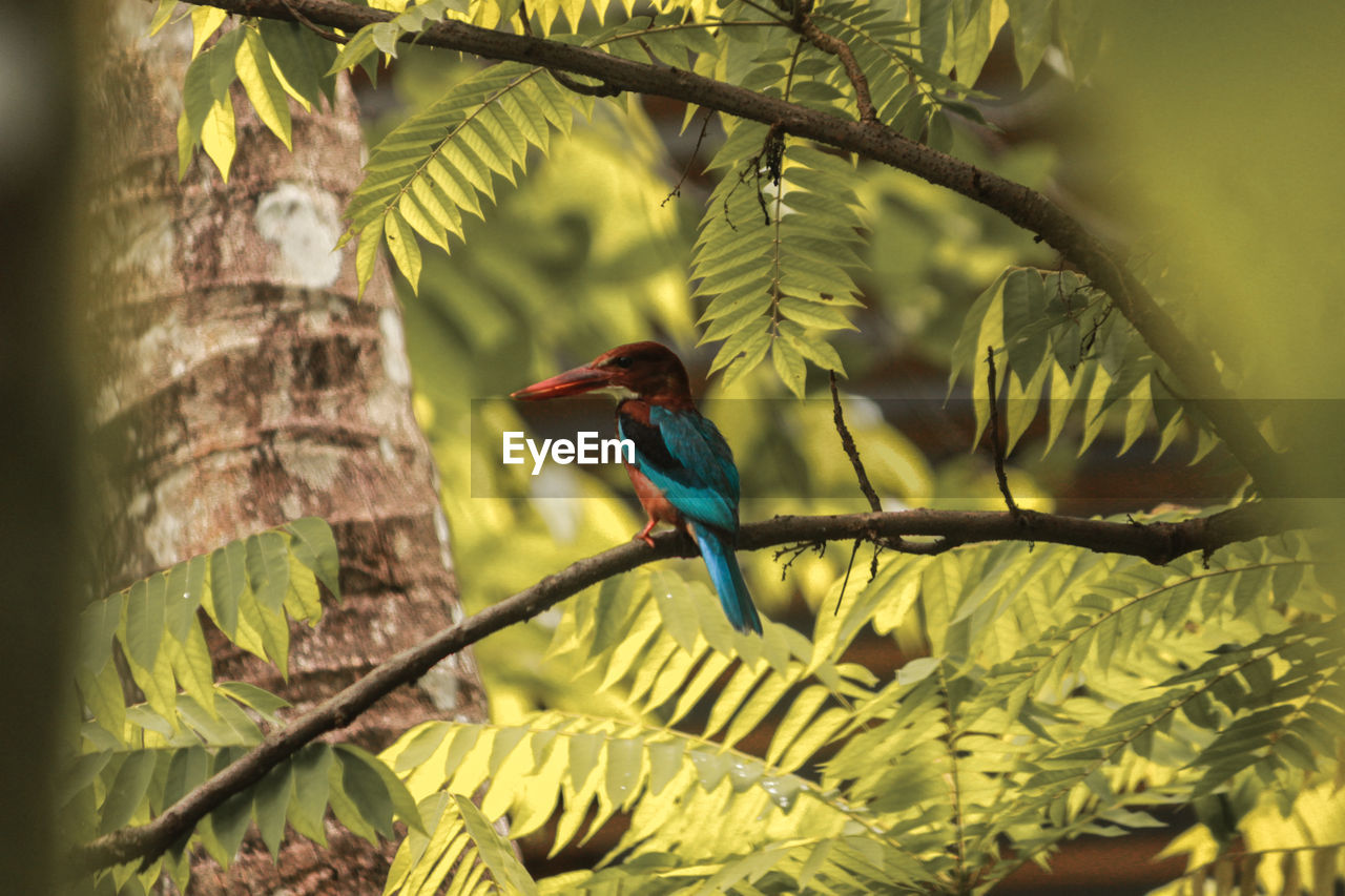 Kingfisher perching on branch