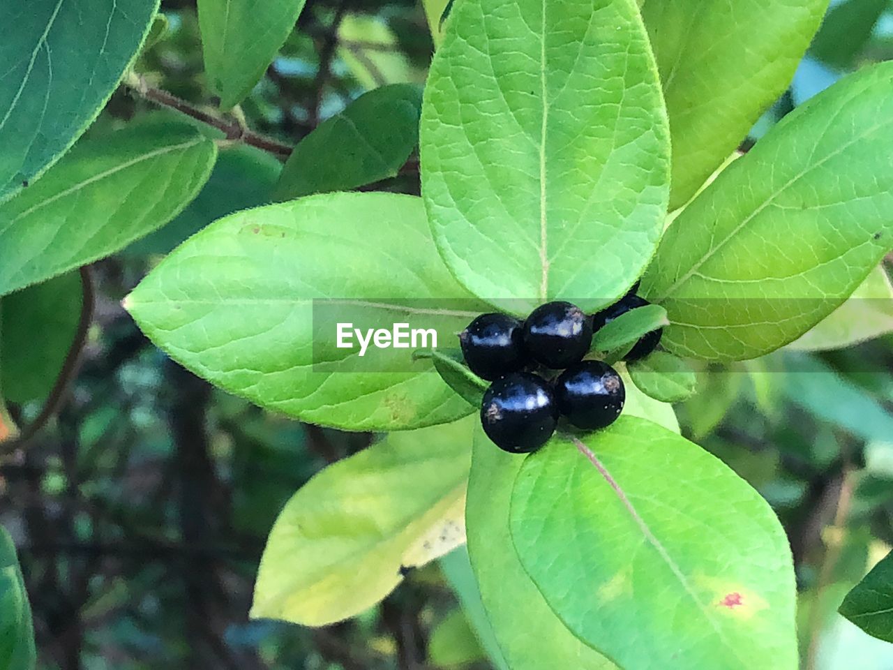 CLOSE-UP OF LADYBUG ON PLANT