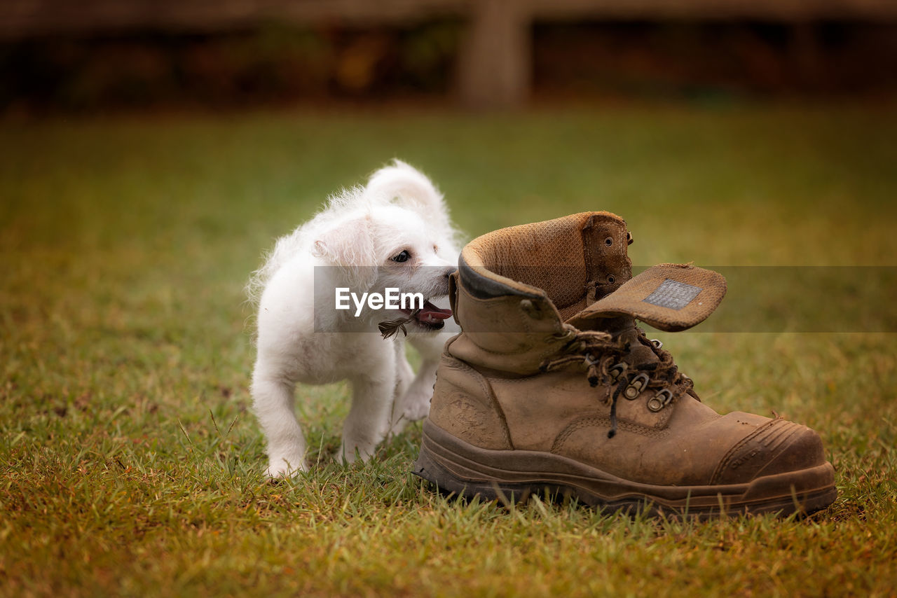 Dog looking at shoe on grass