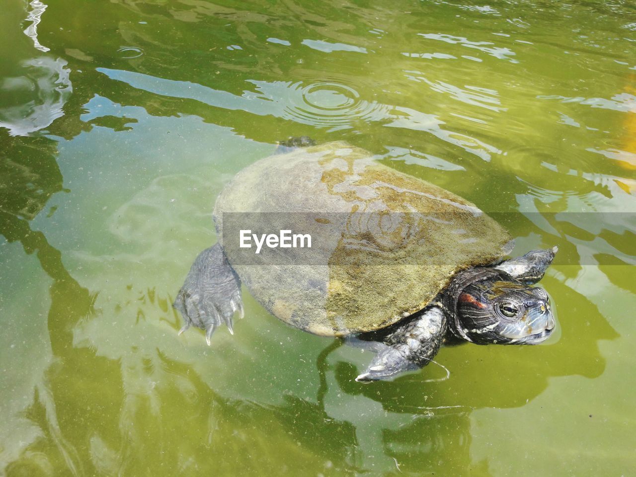 HIGH ANGLE VIEW OF A TURTLE IN LAKE