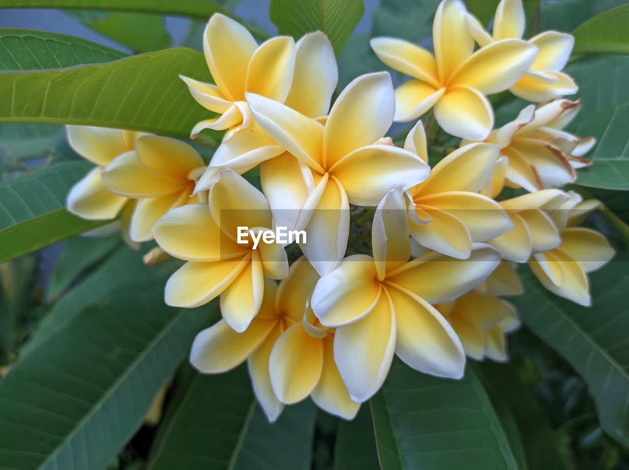 plant, flower, flowering plant, beauty in nature, leaf, freshness, plant part, petal, close-up, frangipani, yellow, nature, growth, flower head, inflorescence, fragility, no people, tropical climate, outdoors, green, day, focus on foreground