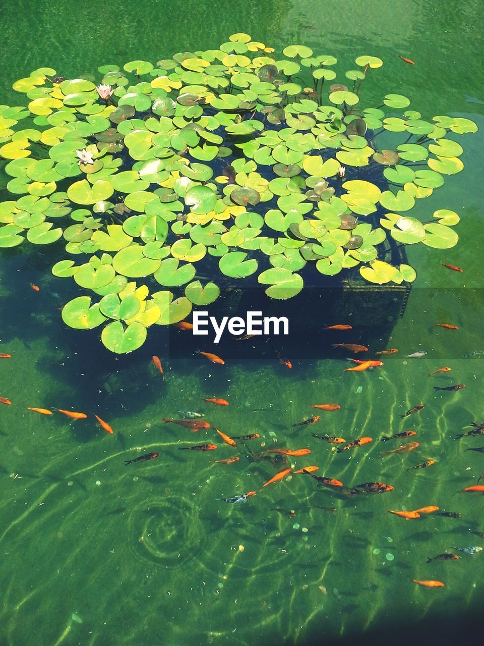 Close-up of leaves and fish in water