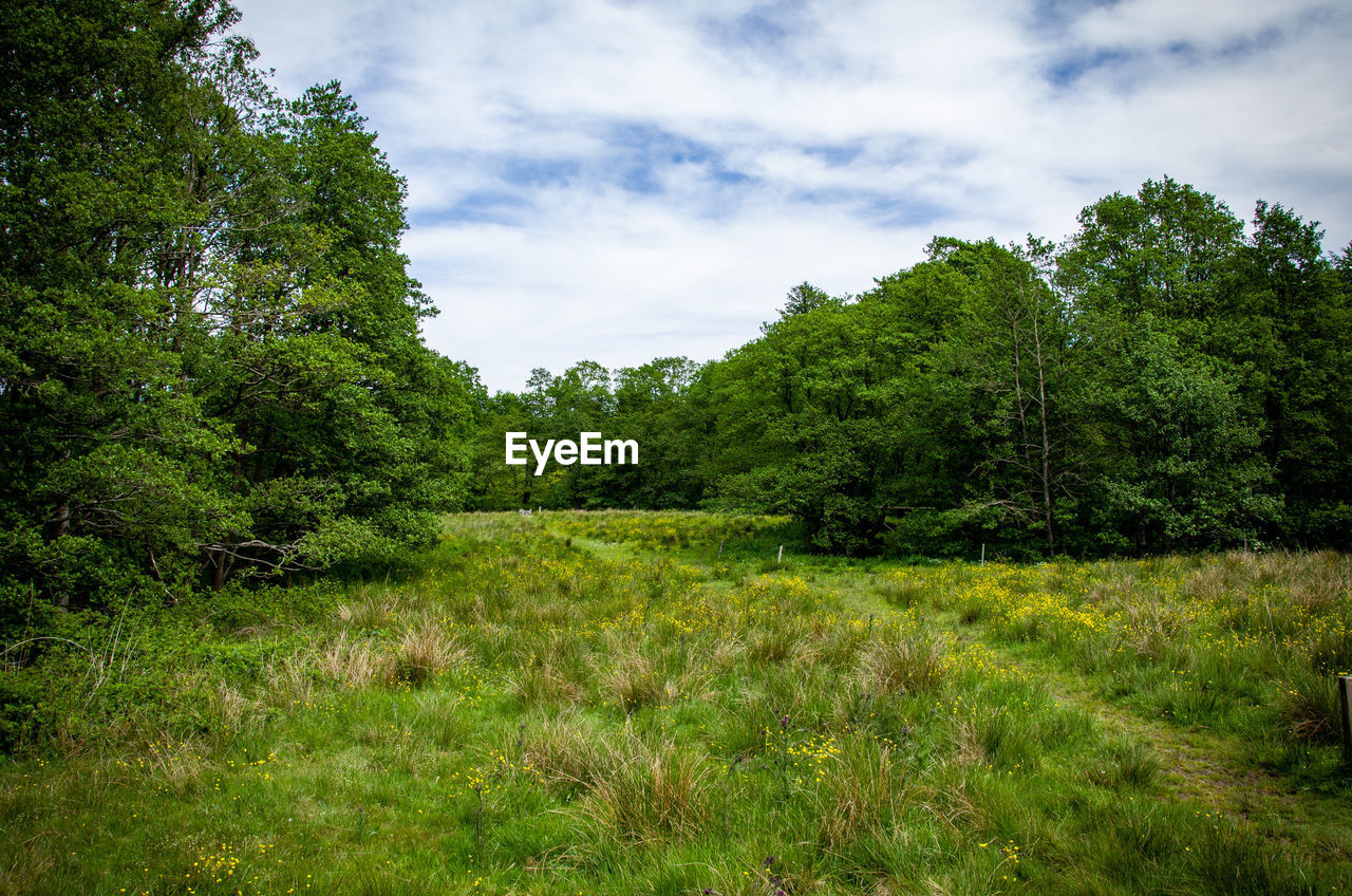 TREES GROWING ON FIELD AGAINST SKY