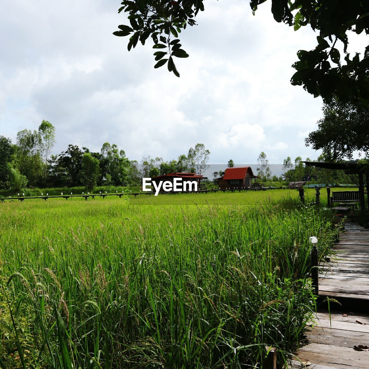 CROPS GROWING ON FIELD AGAINST SKY