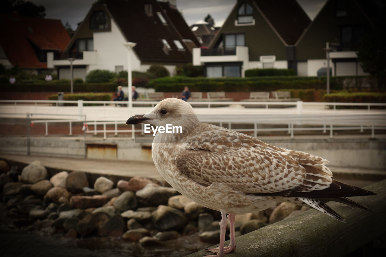 Seagull perching on a building