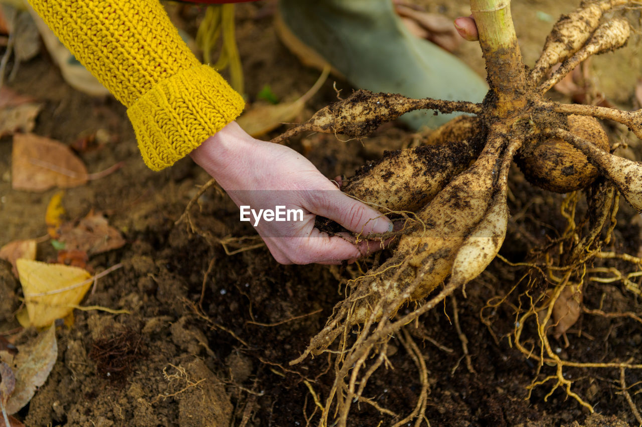 Woman digging up dahlia plant tubers, cleaning and preparing them for winter storage. 