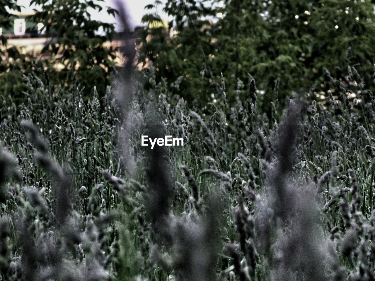 PLANTS GROWING ON FIELD