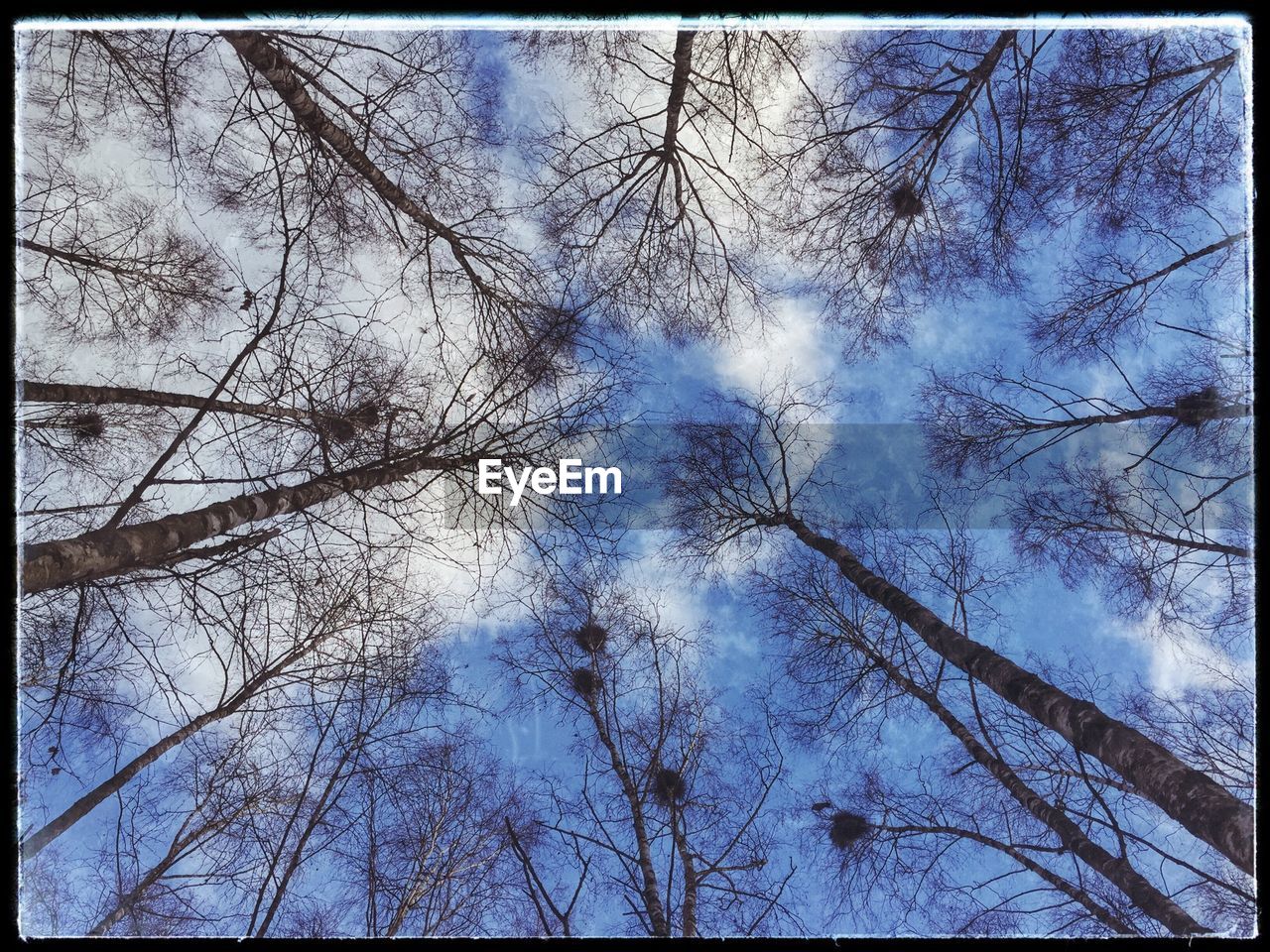 LOW ANGLE VIEW OF BARE TREES