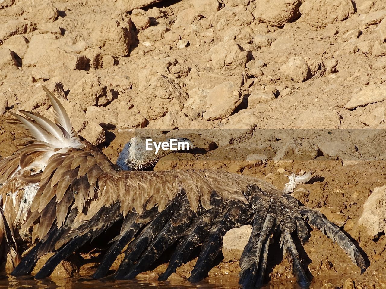 HIGH ANGLE VIEW OF BIRD ON A ROCK