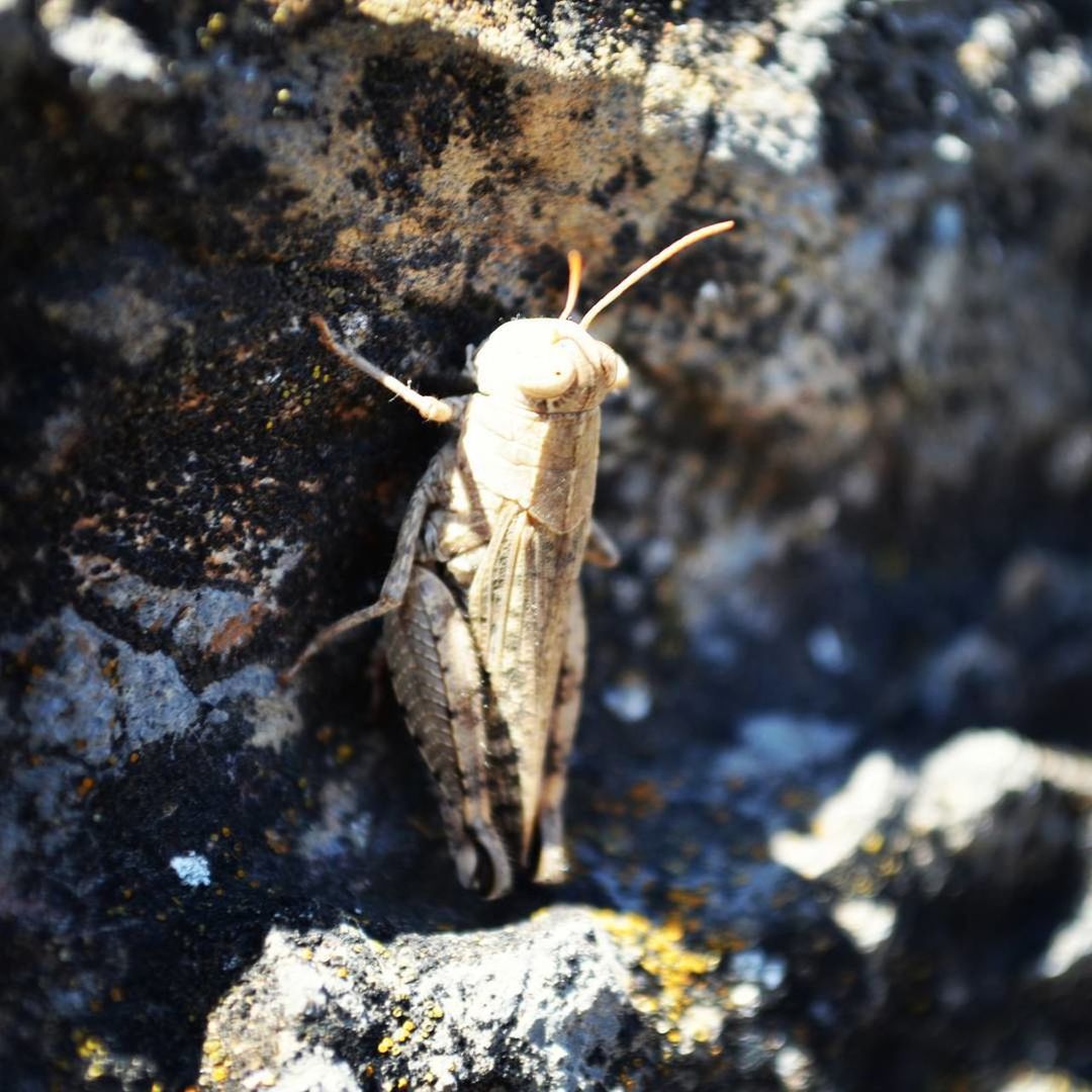 CLOSE-UP OF GRASSHOPPER