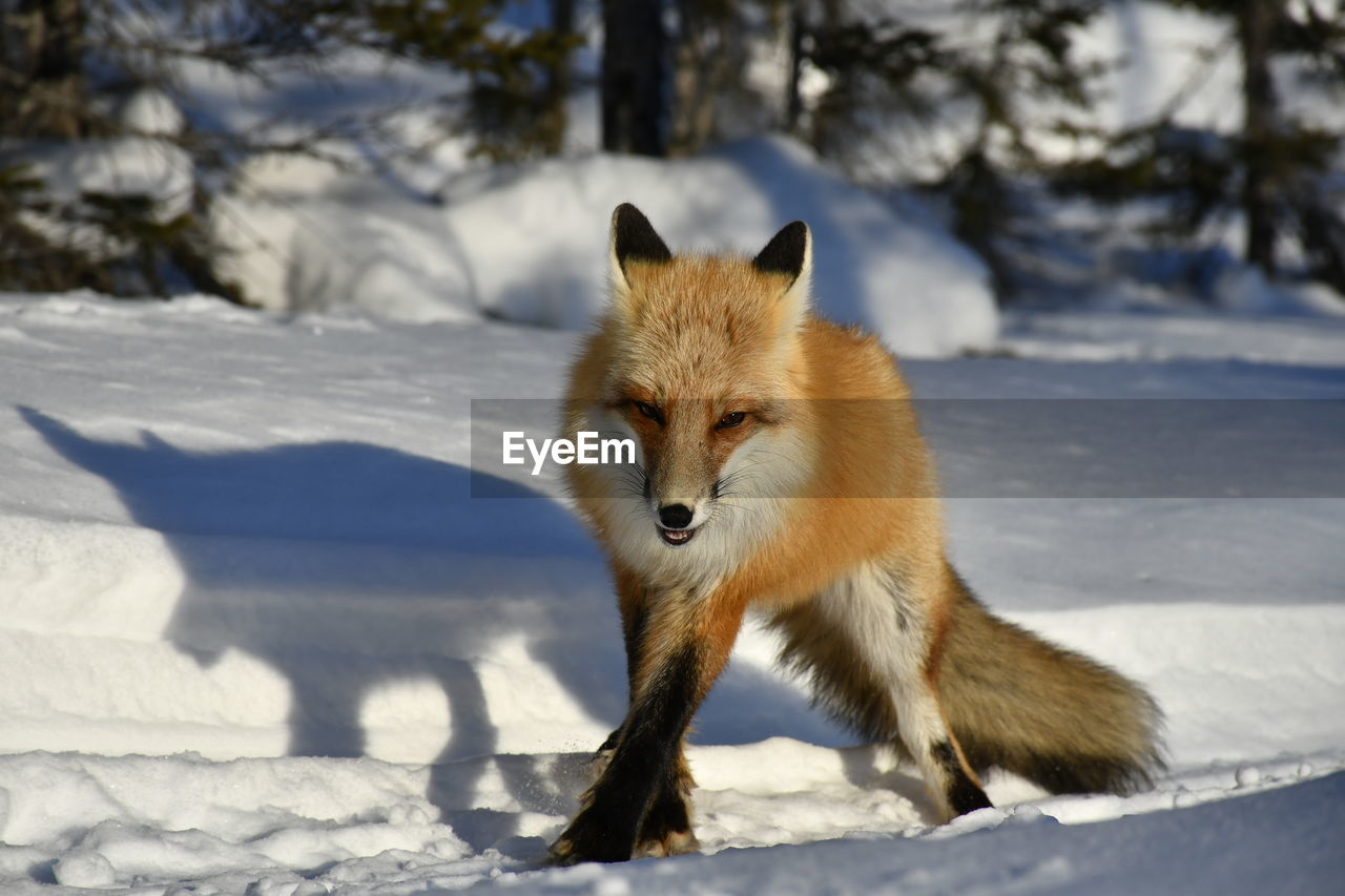 Fox on snow covered land