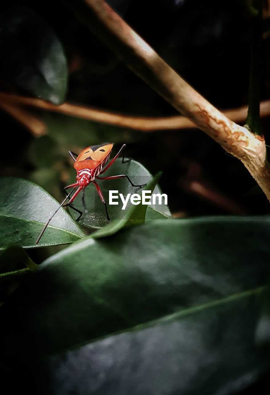 Close-up of insect on plant