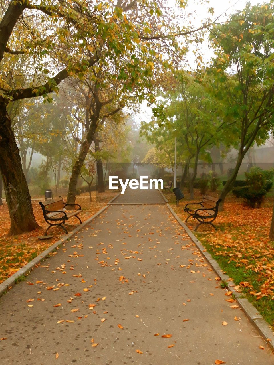 AUTUMN LEAVES ON FOOTPATH IN PARK