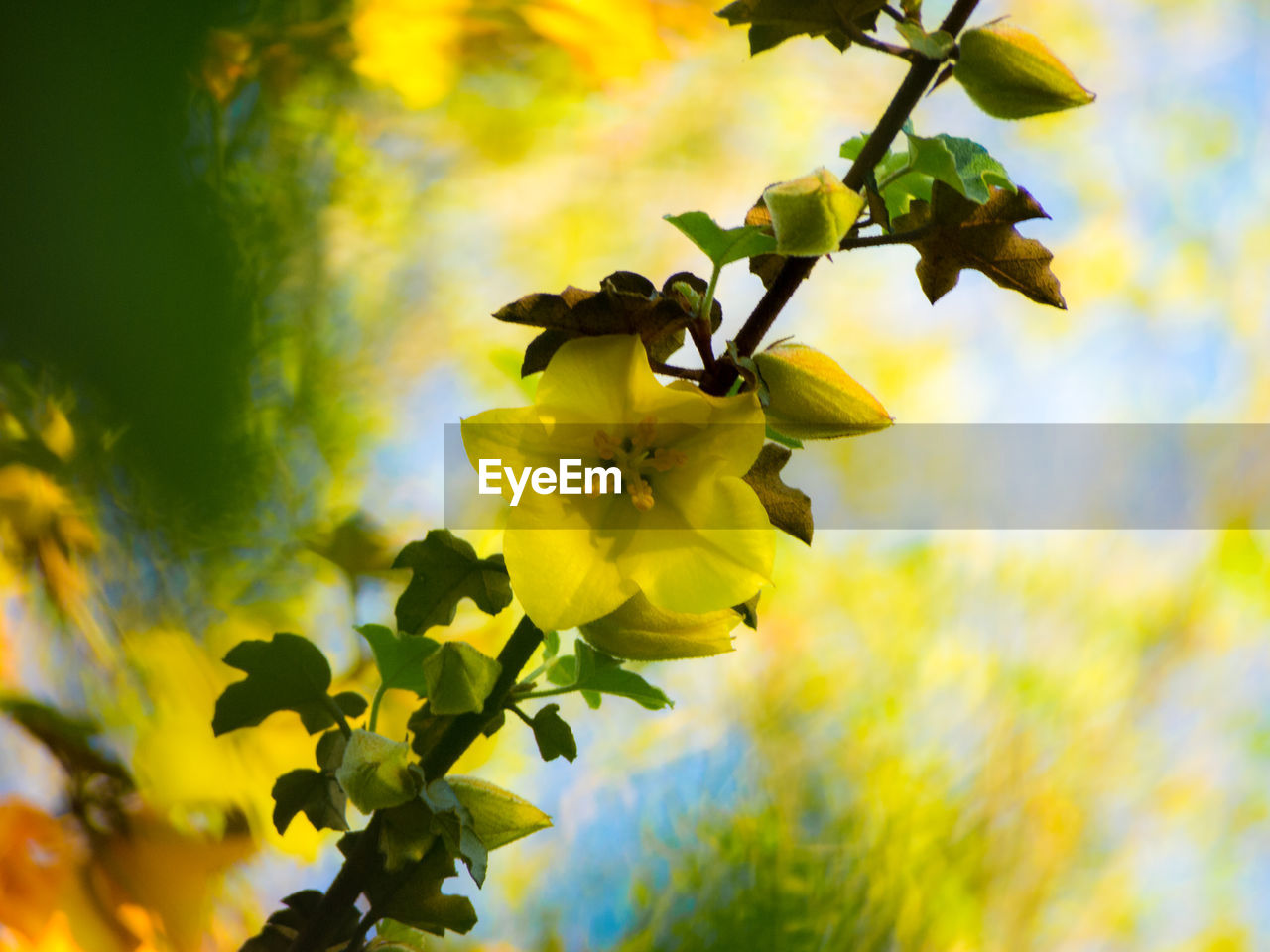 LOW ANGLE VIEW OF YELLOW FLOWERS BLOOMING OUTDOORS