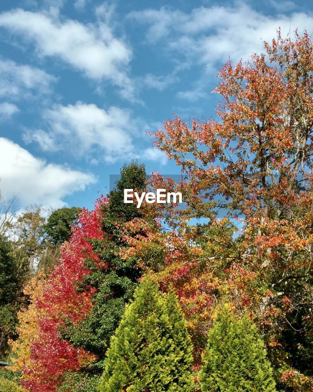 LOW ANGLE VIEW OF FLOWERING TREE AGAINST SKY