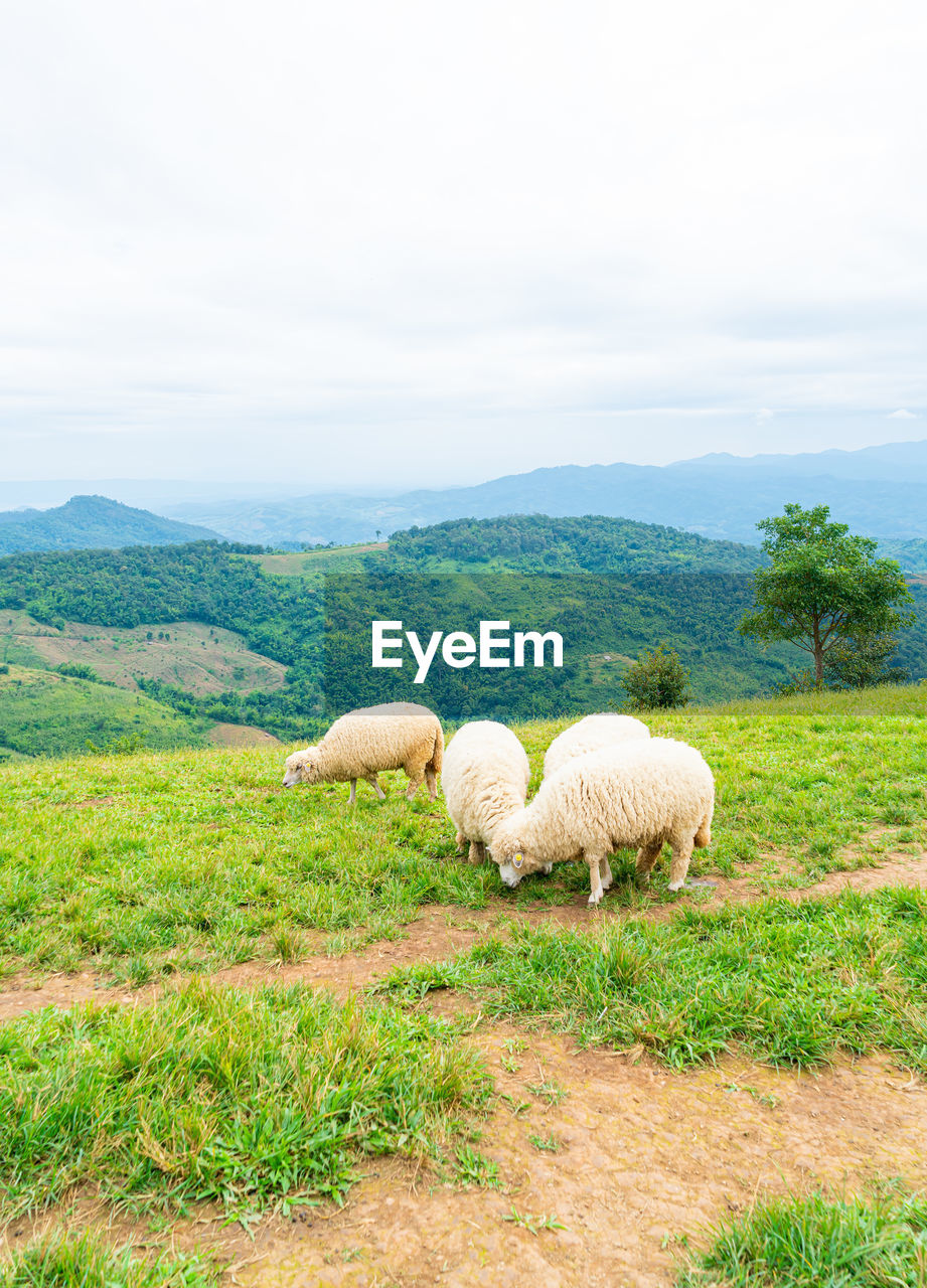 animal, animal themes, plant, mammal, grass, pasture, domestic animals, landscape, land, field, environment, pet, rural area, nature, livestock, agriculture, green, grazing, sheep, grassland, no people, sky, beauty in nature, group of animals, rural scene, meadow, day, scenics - nature, tranquility, natural environment, tranquil scene, hill, non-urban scene, outdoors, cloud, growth, farm, tree, plain, animal wildlife