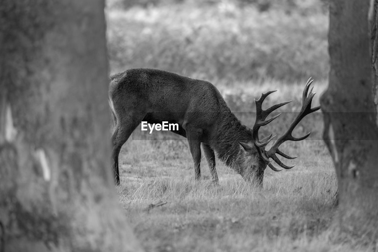 DEER IN A FIELD