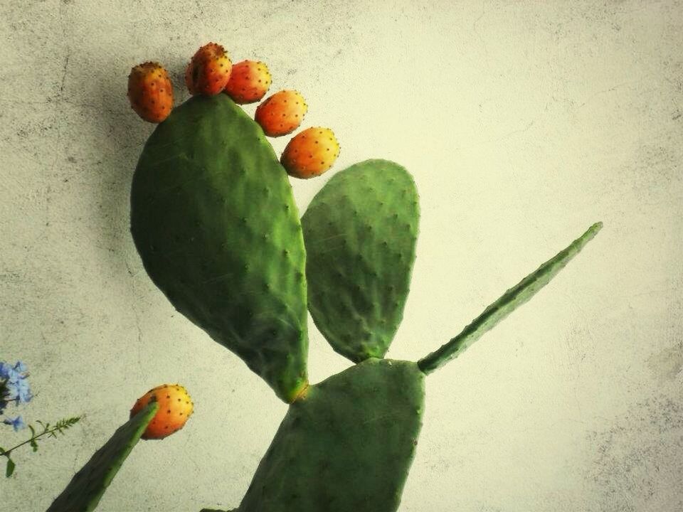 CLOSE-UP OF LEAVES ON TABLE