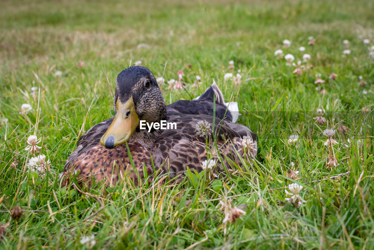 Duck on field