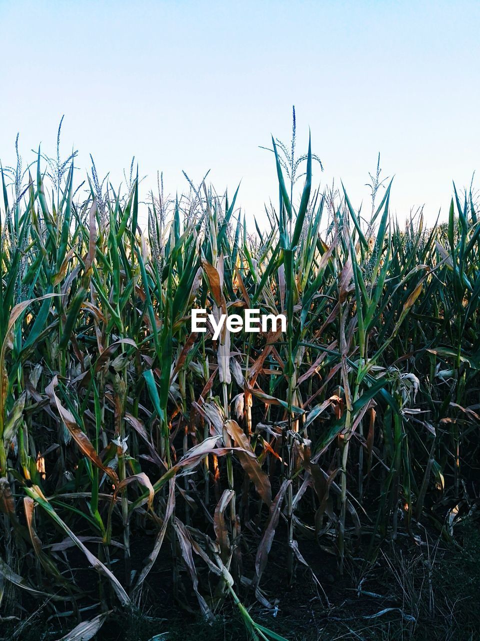 PLANTS GROWING ON FIELD AGAINST CLEAR SKY