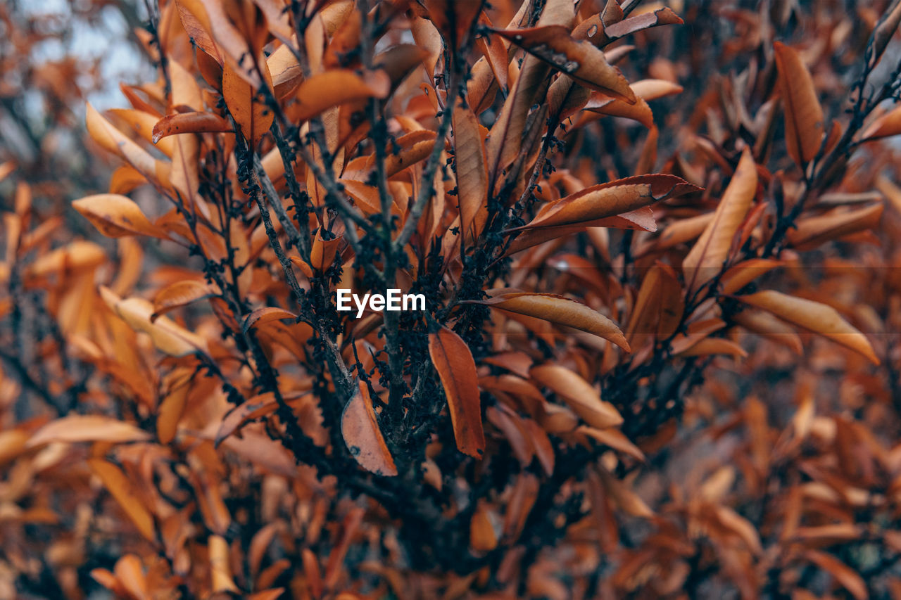 Close-up of dried plant