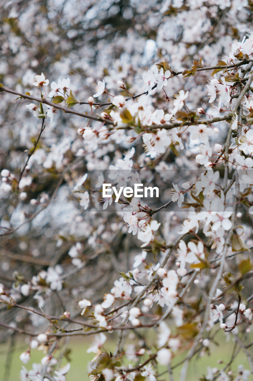 plant, tree, flower, blossom, flowering plant, fragility, springtime, beauty in nature, growth, freshness, branch, nature, spring, cherry blossom, no people, produce, day, close-up, white, food, outdoors, focus on foreground, cherry tree, botany, fruit tree, twig, low angle view, flower head, backgrounds, inflorescence, selective focus, almond tree, petal, agriculture, tranquility, food and drink