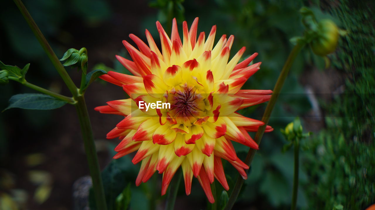 Close-up of flower