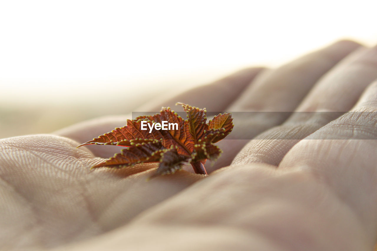 Close-up of hand on red flower