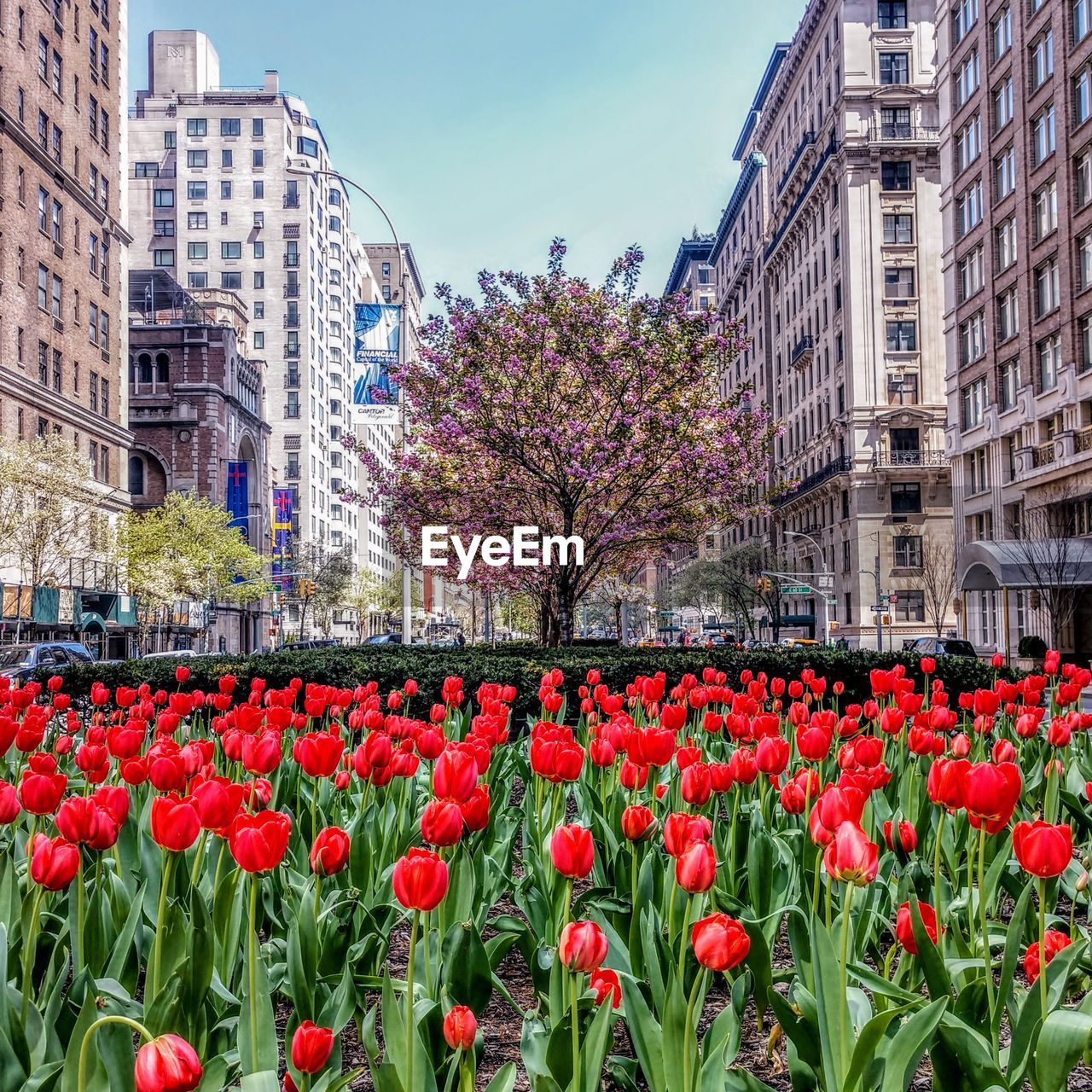 Red tulip flowers in city against sky