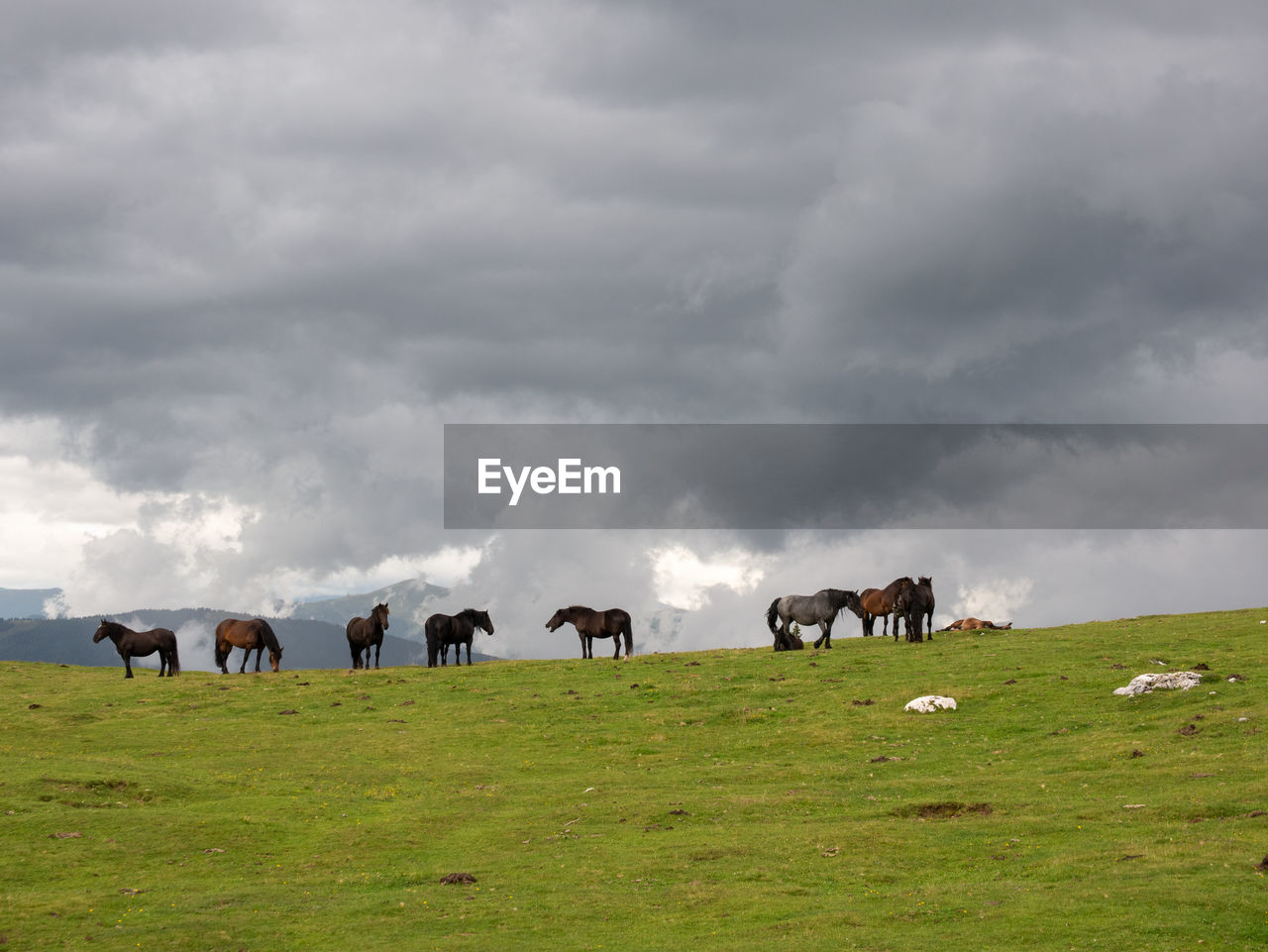 Horses grazing in a field