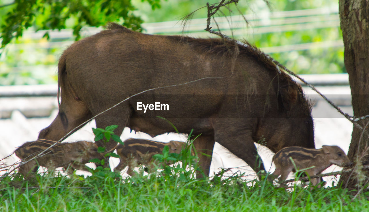 VIEW OF HORSE GRAZING IN FIELD