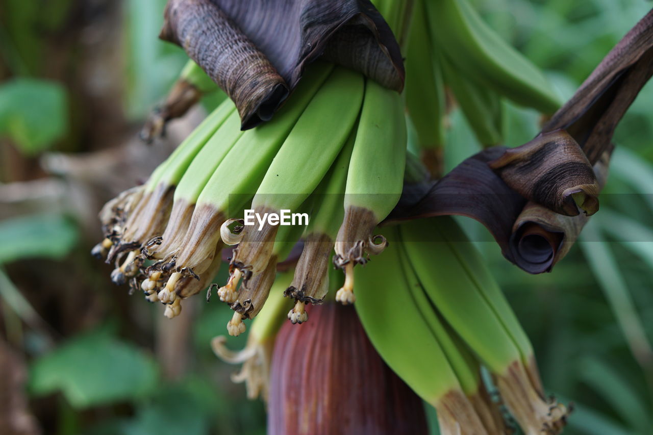 Close-up of banana 