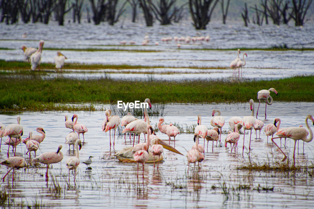 Flock of birds in lake