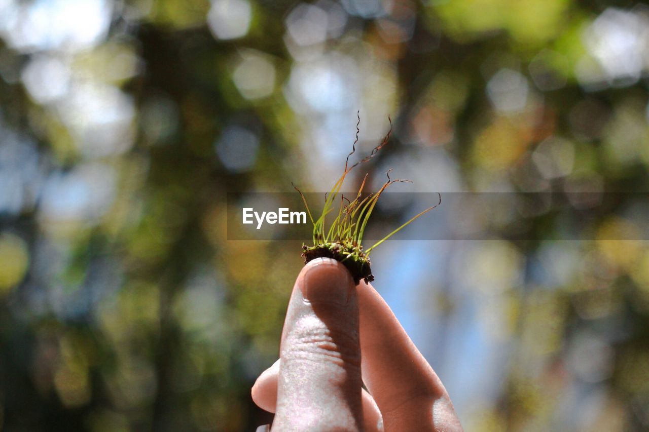 CLOSE-UP OF BUTTERFLY ON FINGER